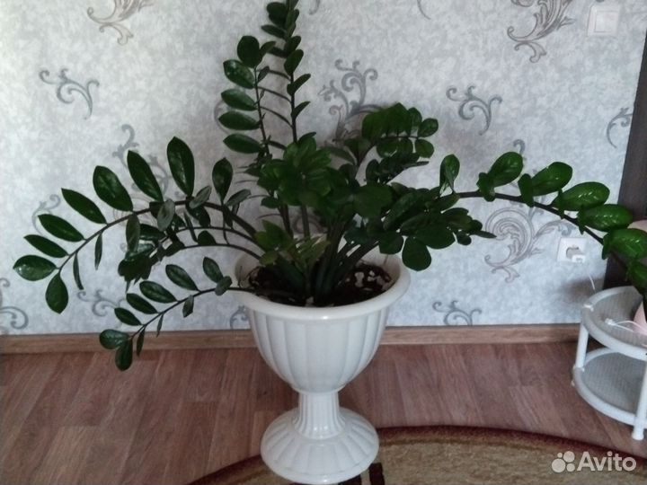 Замиокулькас