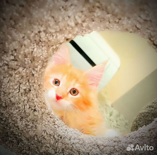 Мейн-кун котяма