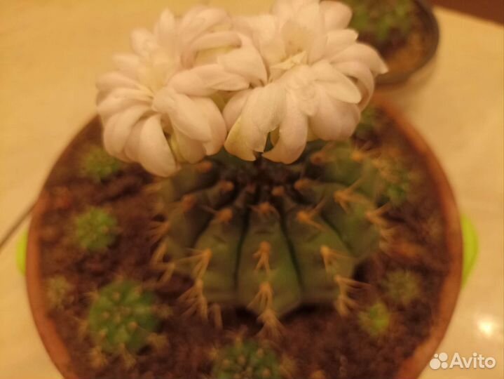 Кактус детки