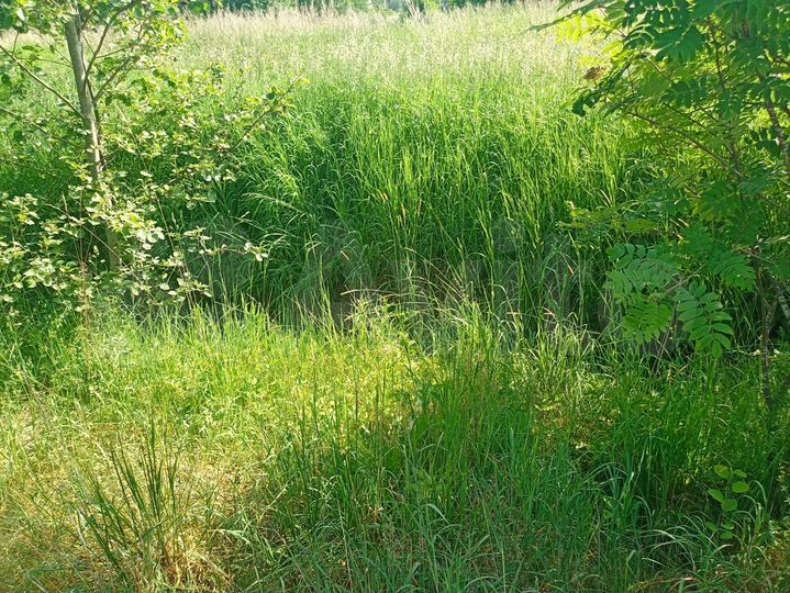 Участок 15 сот. (ИЖС)