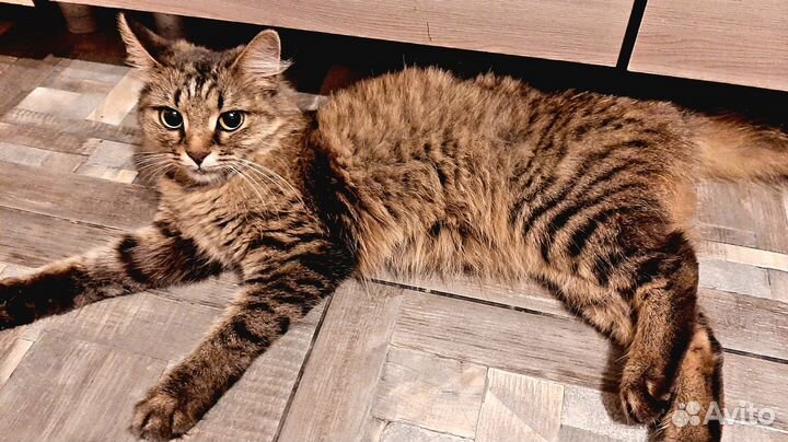 Кошка в дар бесплатно