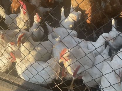 Продам молодых Петушков Леггорн, Овсянка