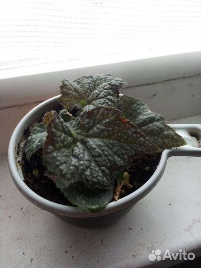 Стрептокарпусы,бегонии декоративно лиственные