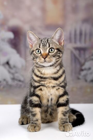 Американская короткошерстная кошка