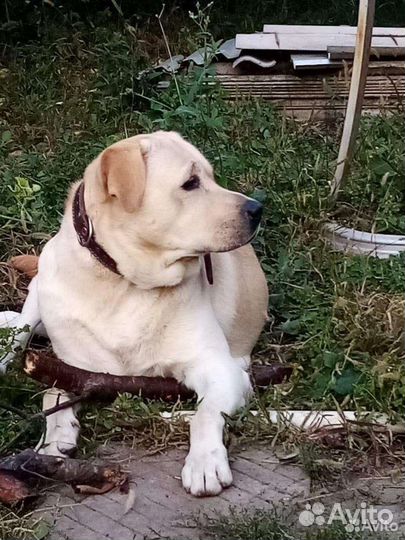 Лабрадор вязка