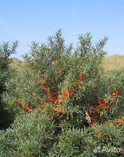 Продаются саженцы облепихи