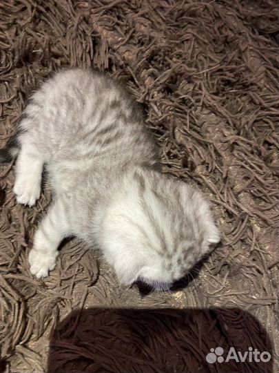 Шотланский котенок