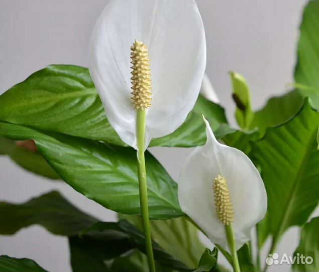 Спатифиллюм