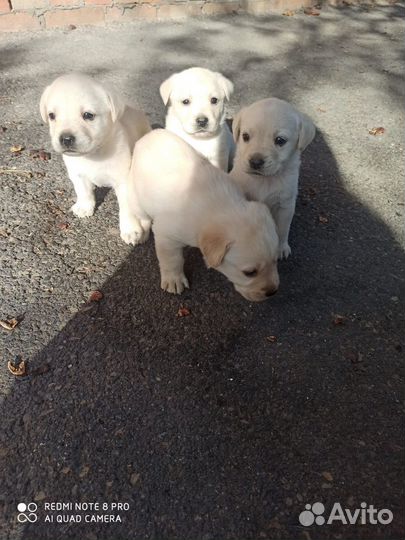 Щенки лабрадора