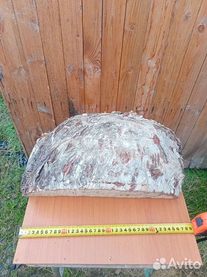 Кап березовый. Спилен год назад