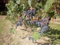 Саженцы винограда винных сортов