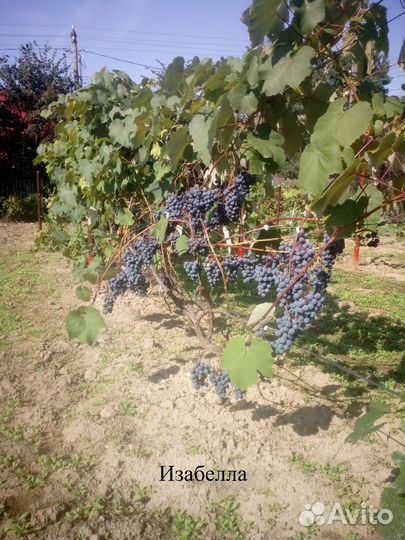 Саженцы винограда винных сортов