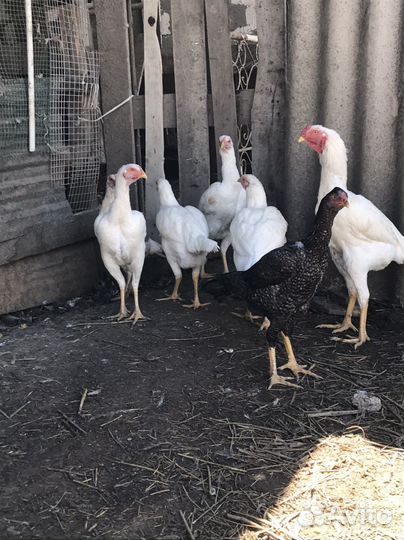 Куры байцовые