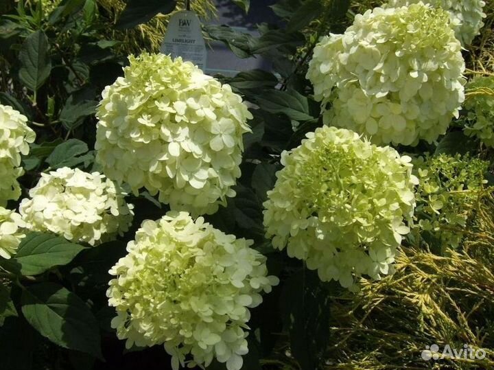 Гортензия метельчатая черенки Лайм Лайт