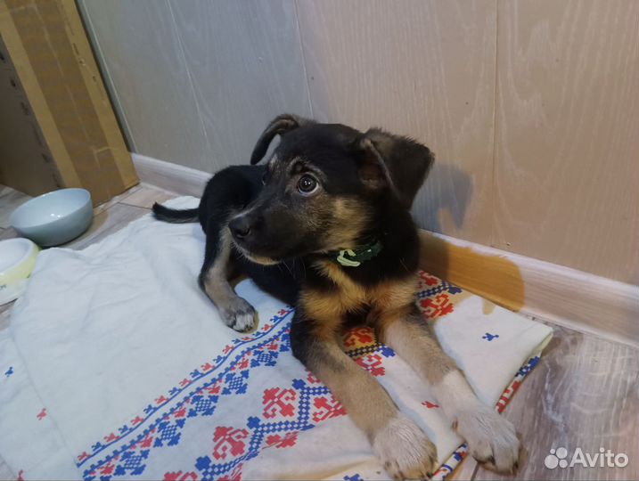 Собака, в добрые руки, щенок