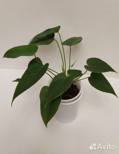 Антуриум белый