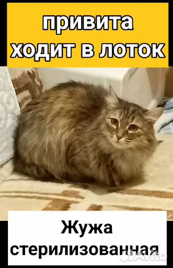 Котики и кошечки стерилизованные