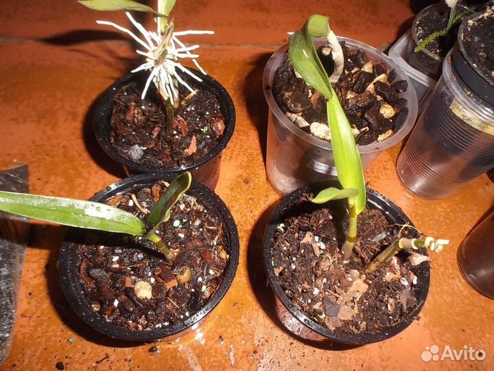 Гиппеаструмы, орхидеи