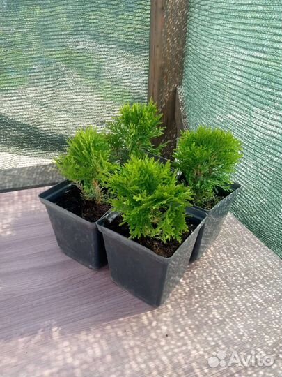 Туя шаровидная даника