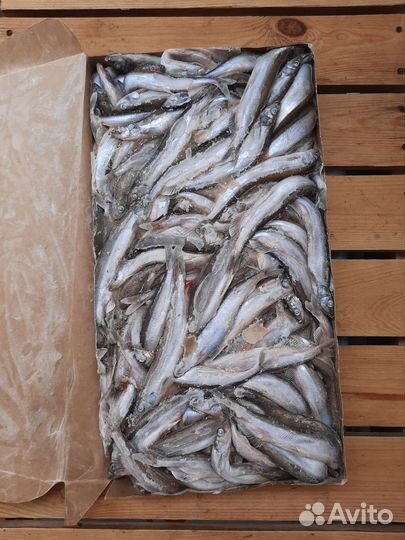 Камбала, Кальмар, Навага,Минтай