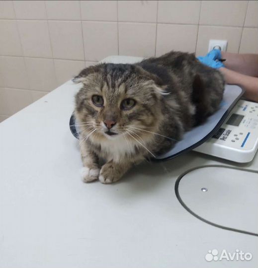 Спасите котика, его бросили на даче. Ищем дом