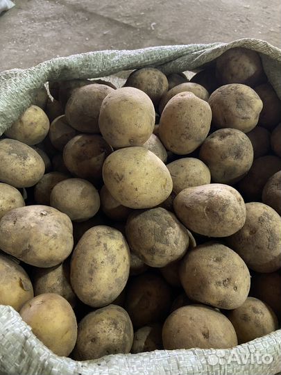 Семенной картофель на посадку
