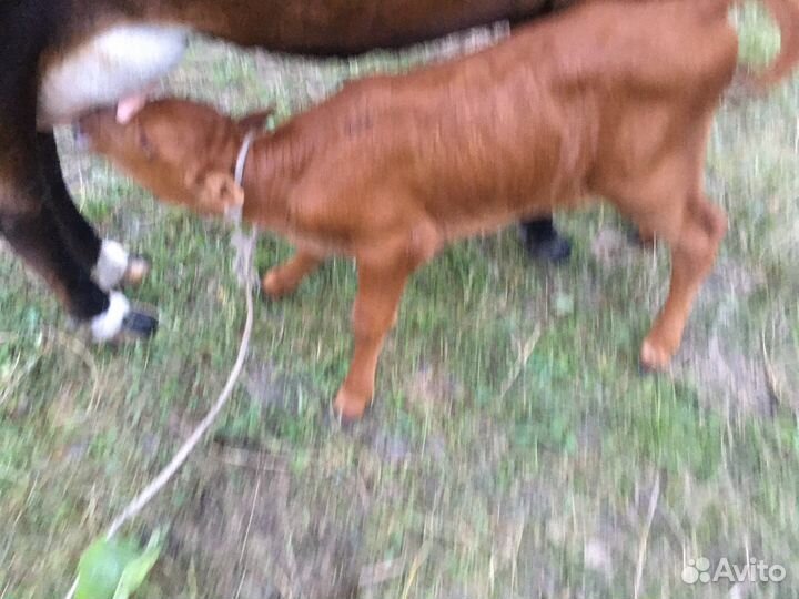 Бычок бычки теленок