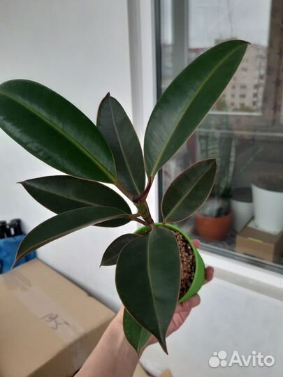 Фикус мелани