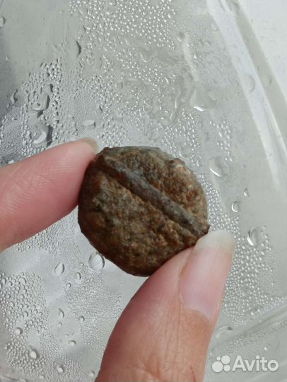 Окаменелости лотом