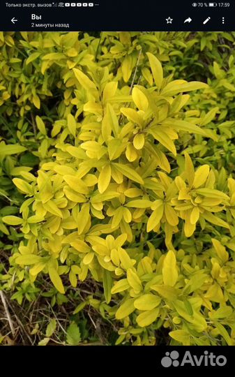 Бирючина желтолистная