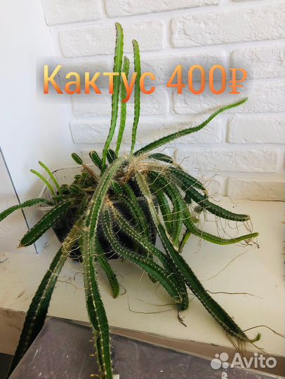 Суккуленты