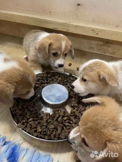 Котогава сухой корм для щенков 20 кг Холистик