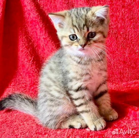 Шотландские котята