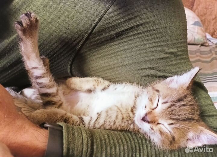 Котик в добрые руки
