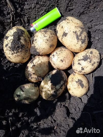 Картофель молодой