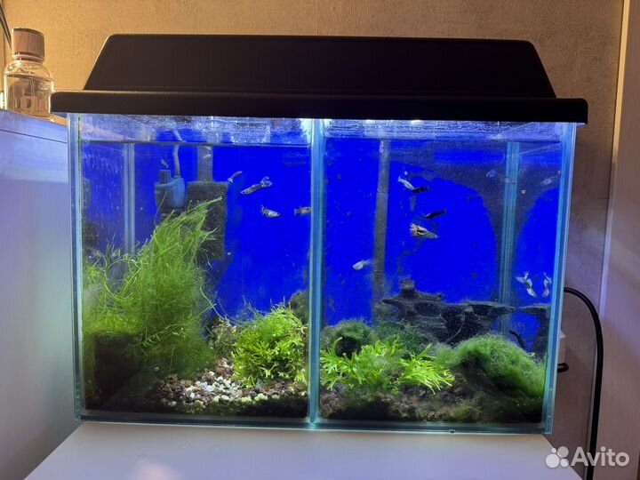 Аквариум с рыбками и всем, что на фото