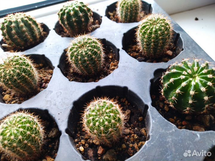 Кактусы малыши микс