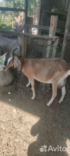 Молодая дойная коза