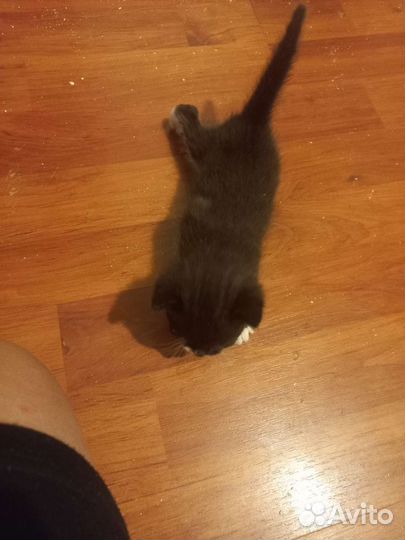 Котятатки