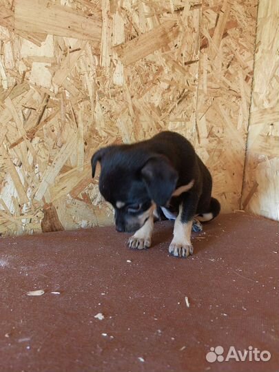 Щенки той терьер