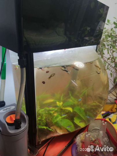 Аквариум на 60 литров