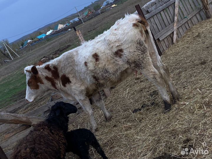 Телка с телёнком