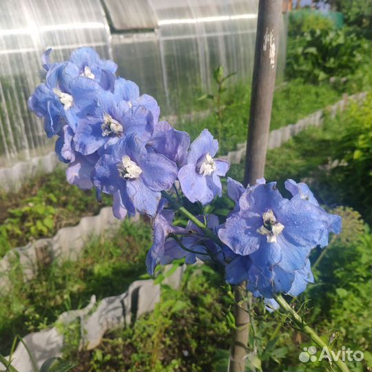 Дельфиниум