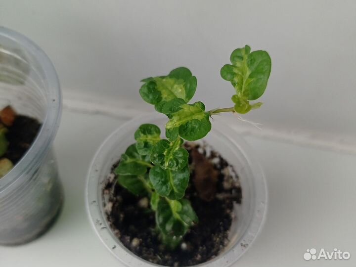 Фикус Пумила Керли