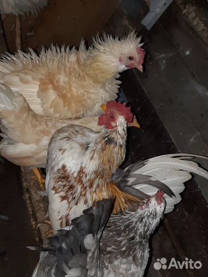 Куры декоративные