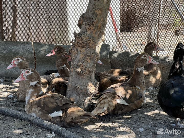 Индоутки мускусные