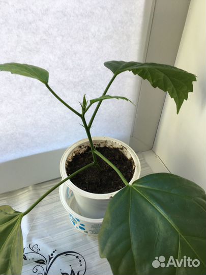 Китайская роза