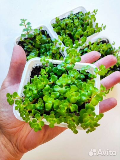 Очиток (седум) Макиной (sedum makinoi)