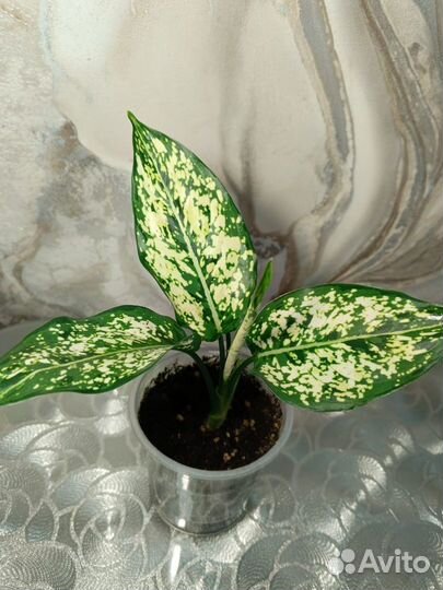 Аглаонема ферст даймонд