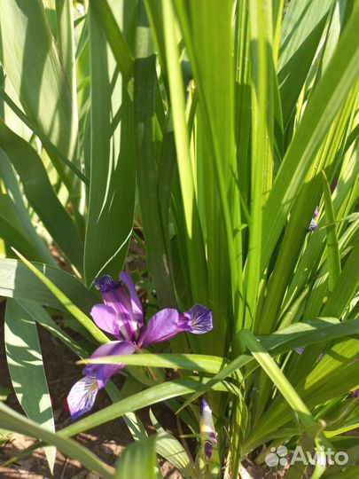 Ирис сибирский